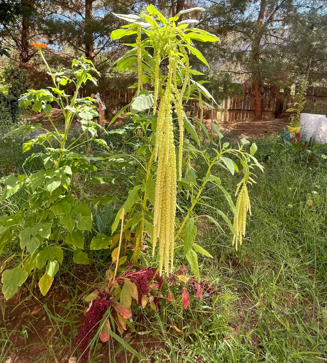 Amaranth in Bloom